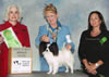 New Title: GCH CH Diamondsun's Xena Bronze level, Owner: Dore' Anderson